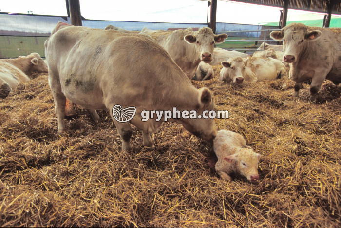 Vache et veau nouveau-né - gryphea.org